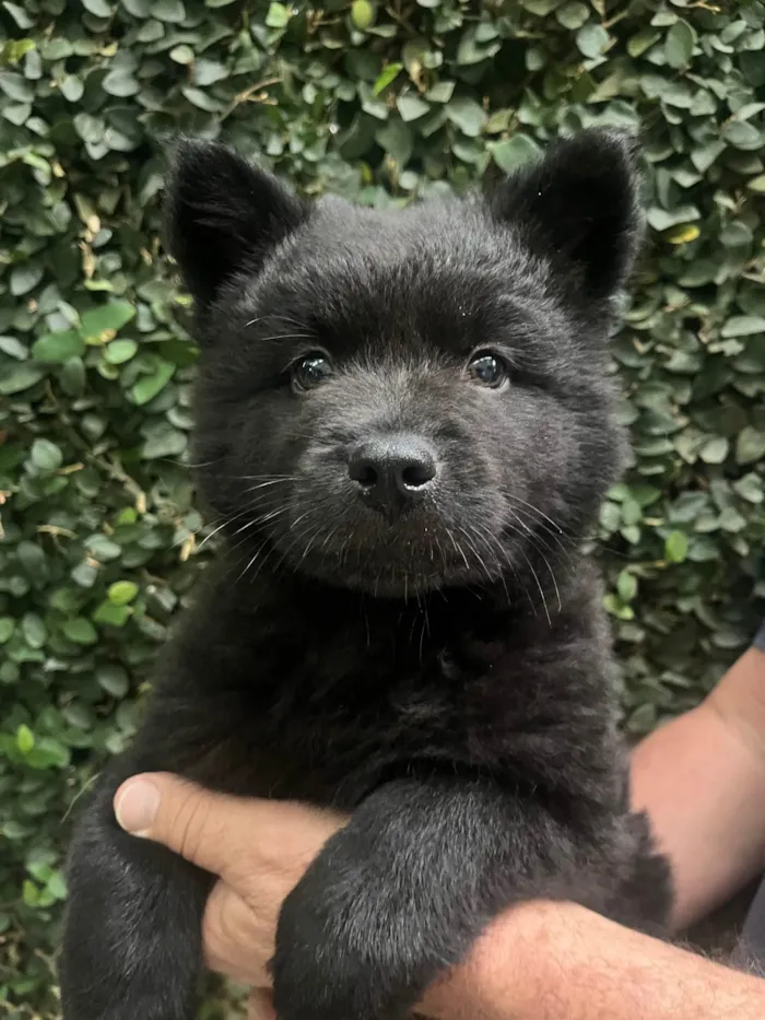 Cachorro ra a Mix Chow Chow idade Abaixo de 2 meses nome Django