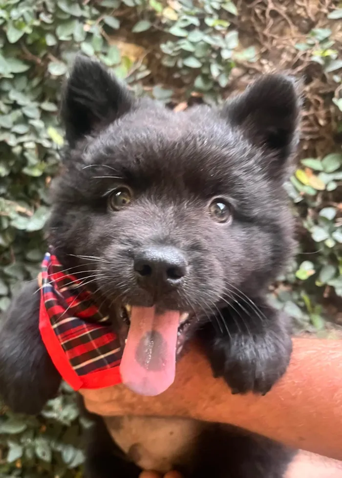 Cachorro ra a Mix Chow Chow idade Abaixo de 2 meses nome Django