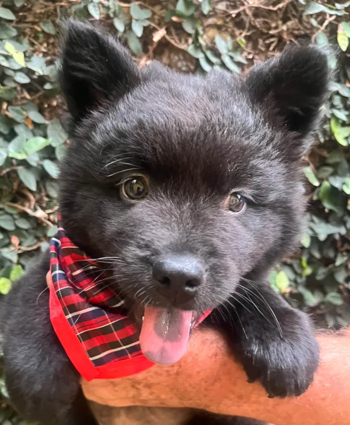 Cachorro ra a Mix Chow Chow idade Abaixo de 2 meses nome Django