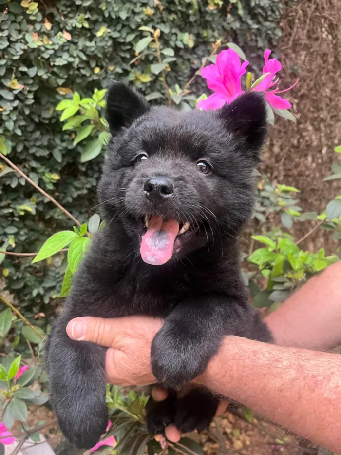 Cachorro ra a Mix Chow Chow idade Abaixo de 2 meses nome Django