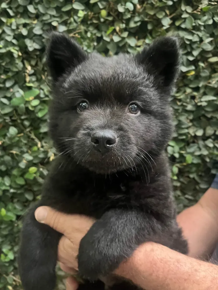 Cachorro ra a Mix Chow Chow idade Abaixo de 2 meses nome Django