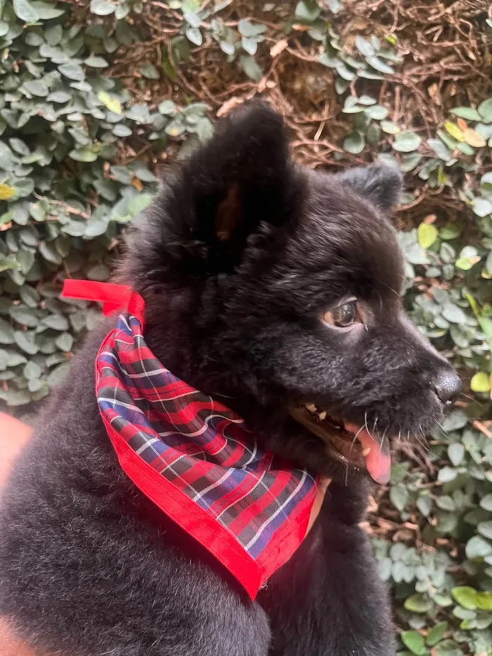 Cachorro ra a Mix Chow Chow idade Abaixo de 2 meses nome Django