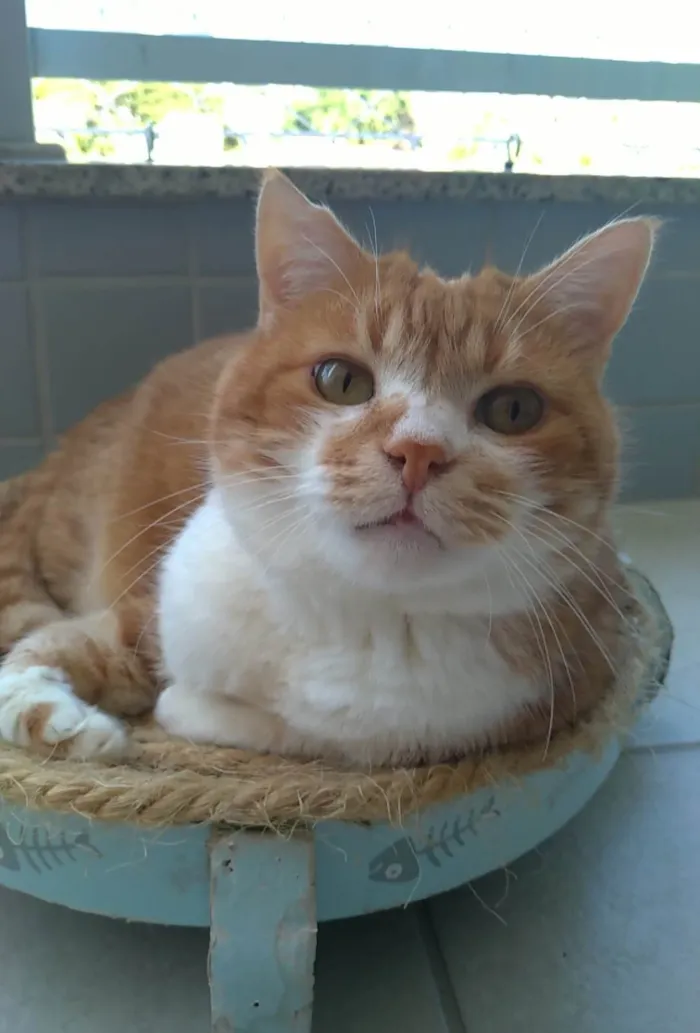 Gato ra a SRD-ViraLata idade 2 anos nome Thor 