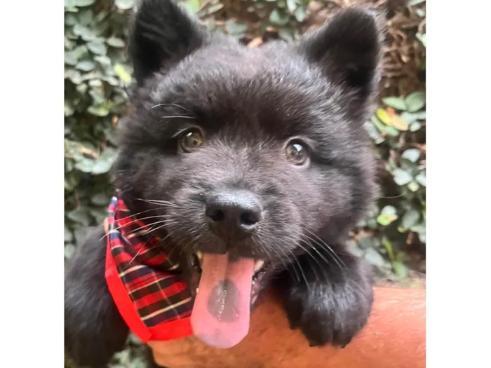 Cachorro ra a Mix Chow Chow idade Abaixo de 2 meses nome Django