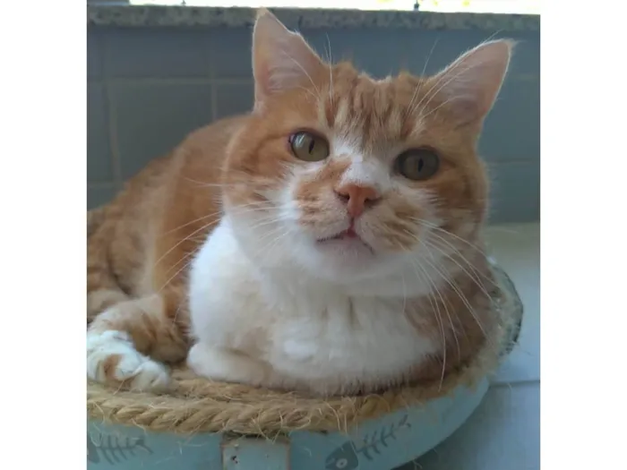 Gato ra a SRD-ViraLata idade 2 anos nome Thor 