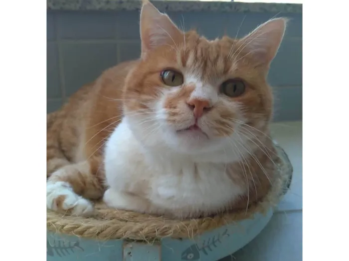 Gato ra a SRD-ViraLata idade 2 anos nome Thor 