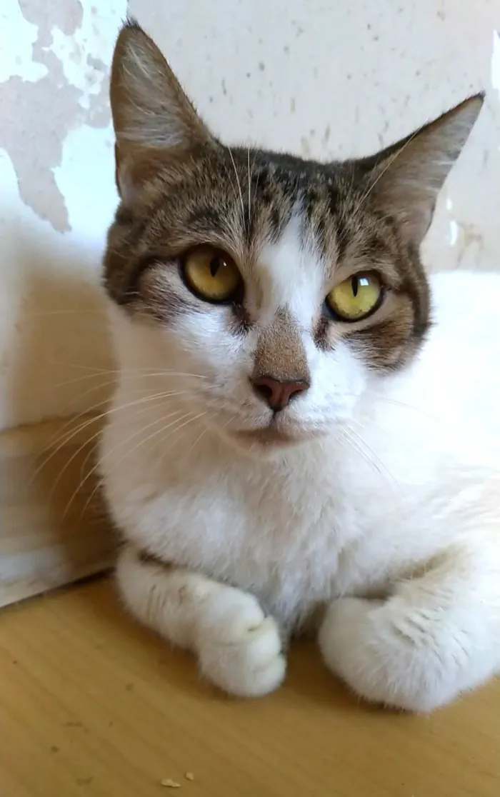 Gato ra a SRD-ViraLata idade 2 anos nome Madonna 