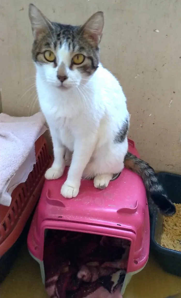Gato ra a SRD-ViraLata idade 2 anos nome Madonna 