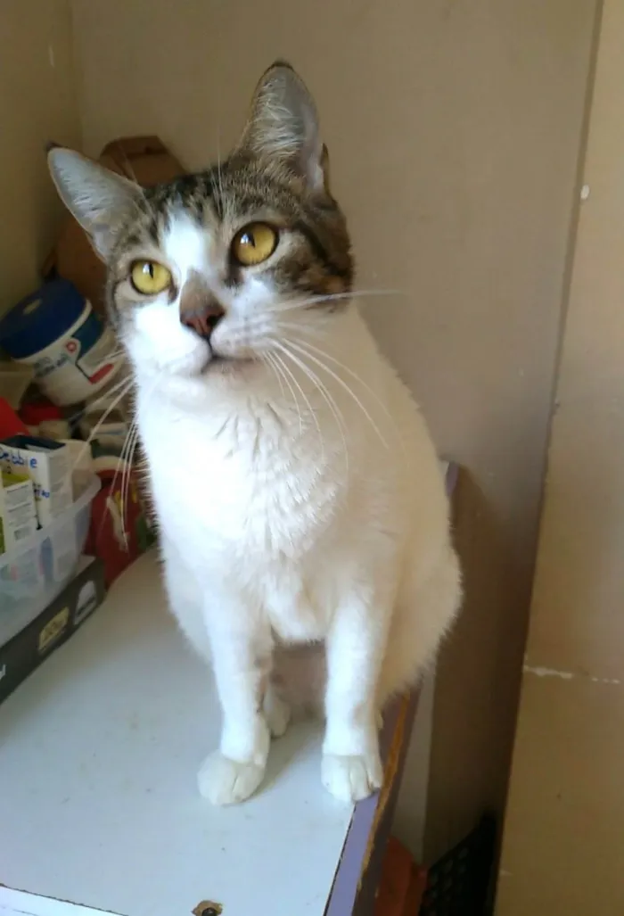 Gato ra a SRD-ViraLata idade 2 anos nome Madonna 