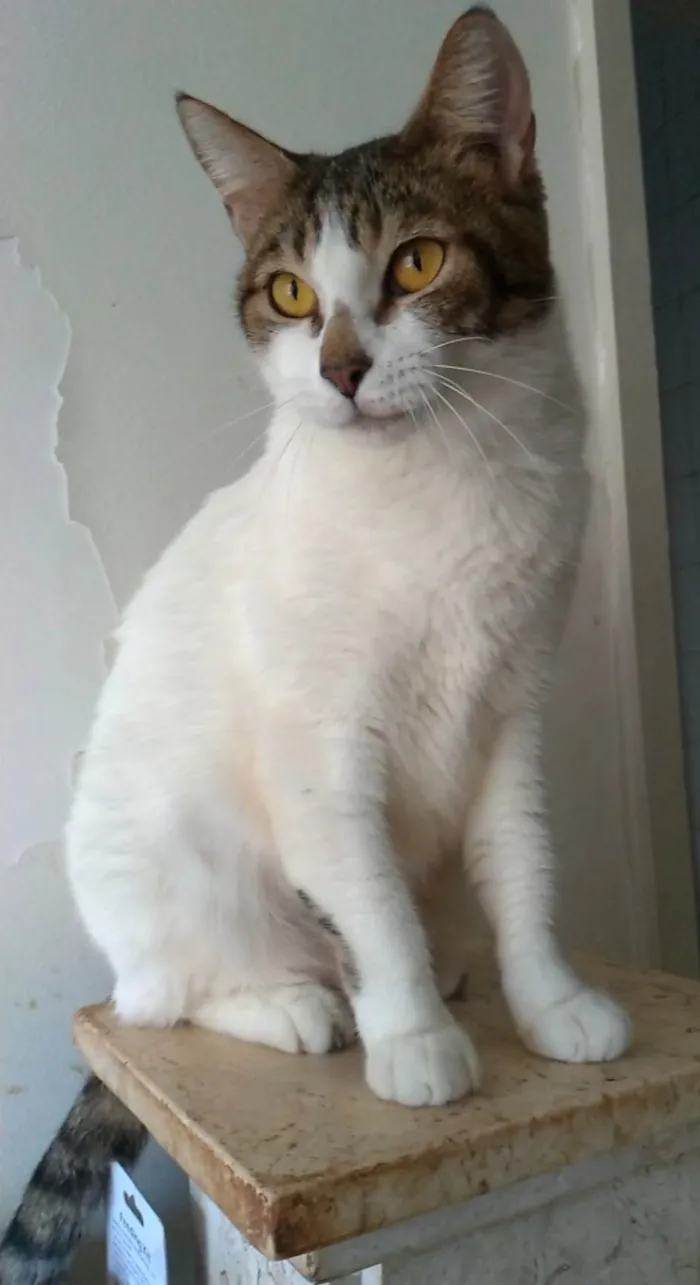 Gato ra a SRD-ViraLata idade 2 anos nome Madonna 