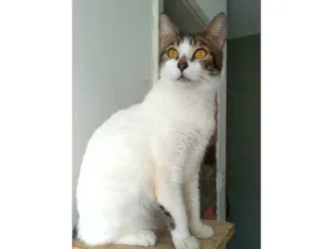 Gato raça SRD-ViraLata idade 2 anos nome Madonna 