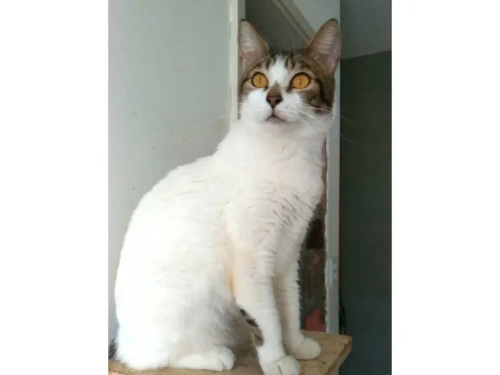 Gato ra a SRD-ViraLata idade 2 anos nome Madonna 