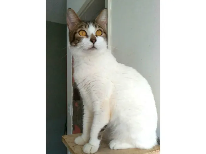 Gato ra a SRD-ViraLata idade 2 anos nome Madonna 