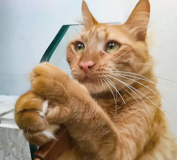 Gato ra a SRD-ViraLata idade 2 anos nome Ben