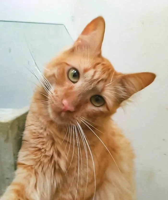 Gato ra a SRD-ViraLata idade 2 anos nome Ben
