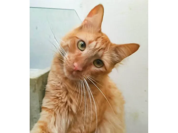 Gato ra a SRD-ViraLata idade 2 anos nome Ben