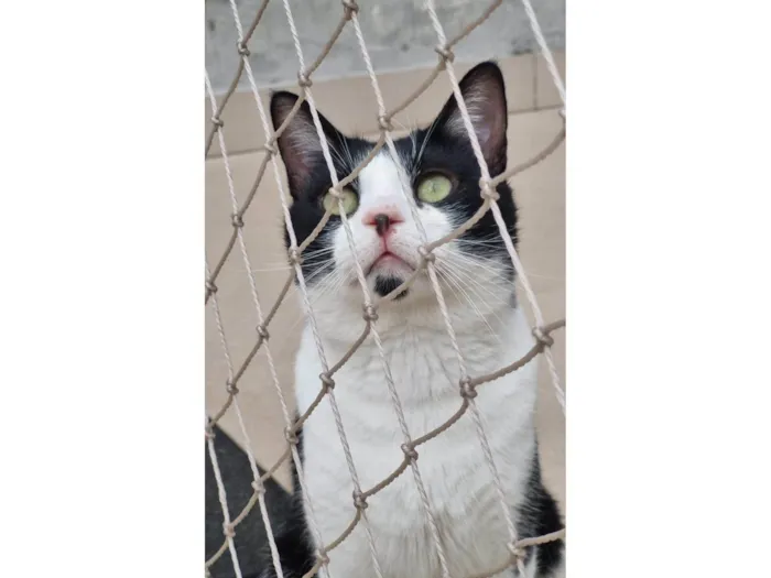 Gato ra a srd frajolinha idade 1 ano nome CHAPLIN