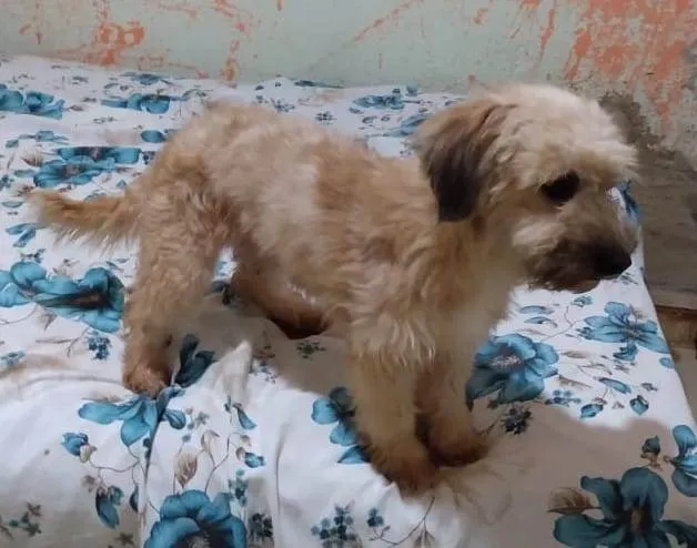 Cachorro ra a SRD-ViraLata idade 2 anos nome Baixinha