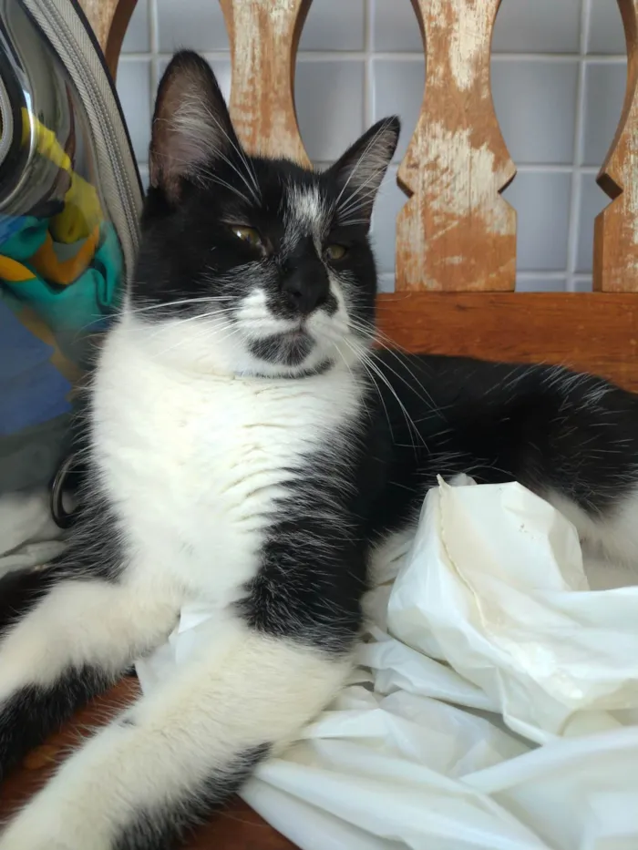 Gato ra a SRD-ViraLata idade 7 a 11 meses nome Ayka