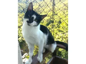 Gato raça SRD-ViraLata idade 7 a 11 meses nome Celina