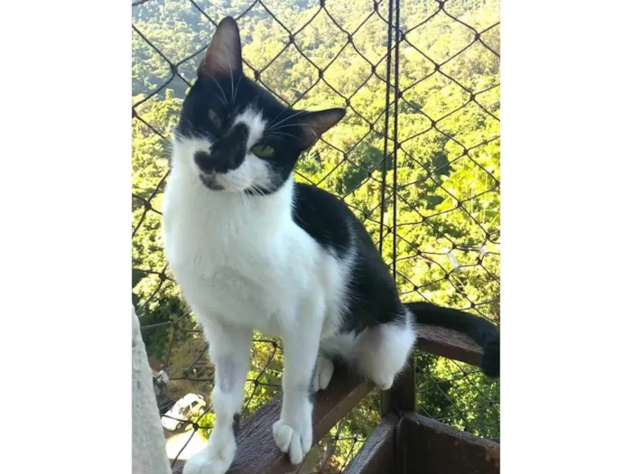Gato ra a SRD-ViraLata idade 7 a 11 meses nome Celina