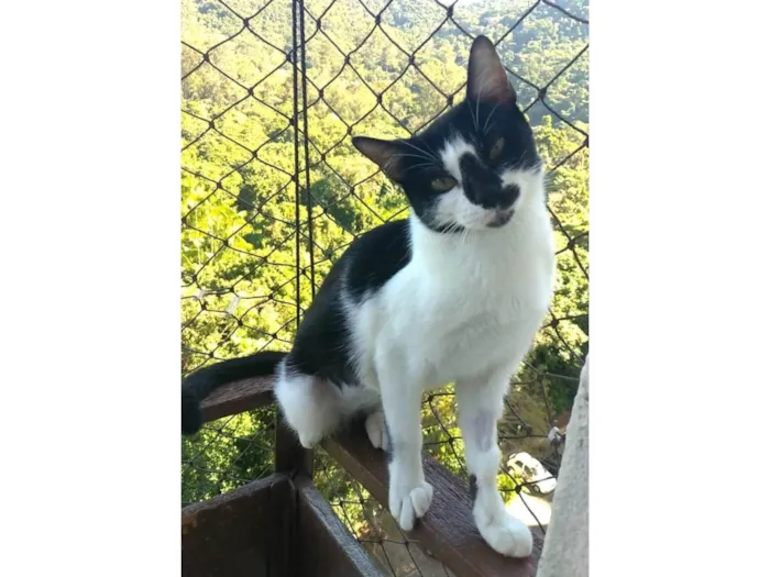 Gato ra a SRD-ViraLata idade 7 a 11 meses nome Celina
