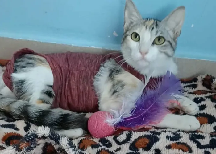 Gato ra a SRD-ViraLata idade  nome Penélope 