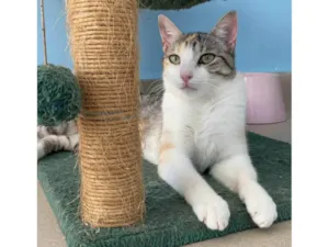 Gato raça SRD-ViraLata idade  nome Penélope 