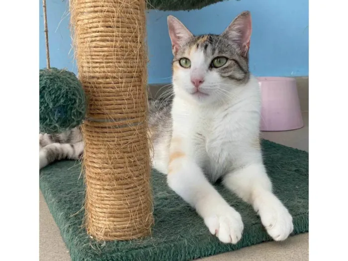 Gato ra a SRD-ViraLata idade  nome Penélope 