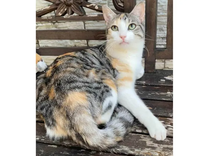Gato ra a SRD-ViraLata idade  nome Penélope 