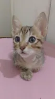 Gato filhote