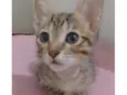 Gato filhote