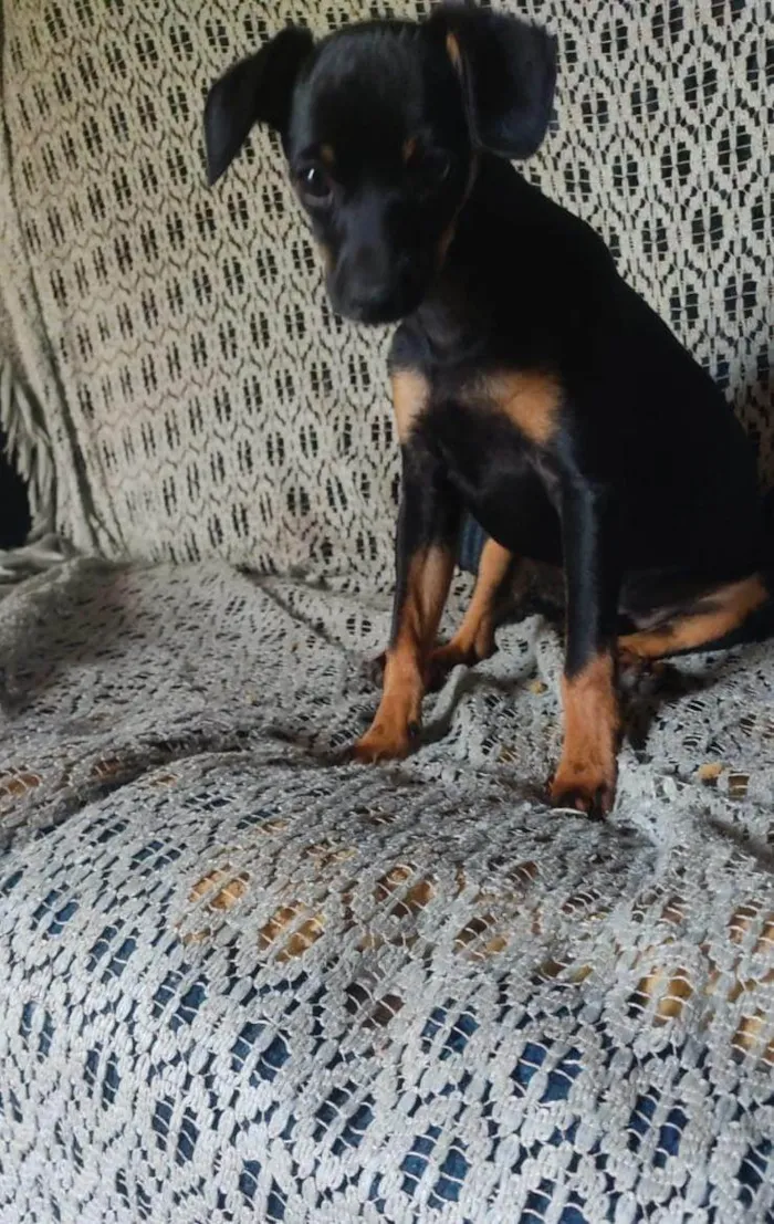 Cachorro ra a Pinscher  idade 2 a 6 meses nome Menino