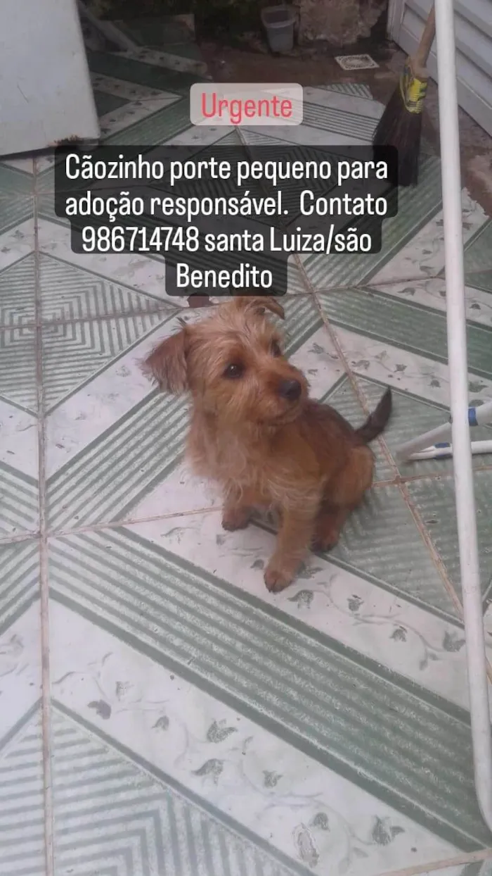 Cachorro ra a Sem raca com yorkshire idade 2 a 6 meses nome Mel