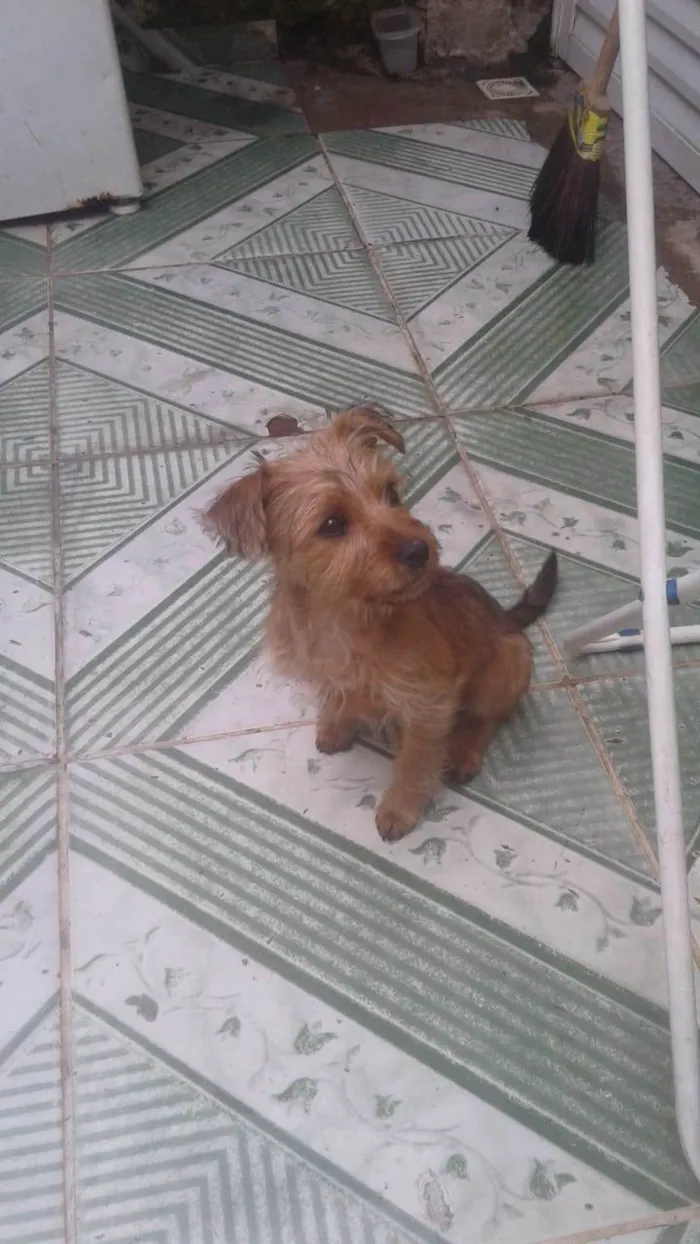 Cachorro ra a Sem raca com yorkshire idade 2 a 6 meses nome Mel