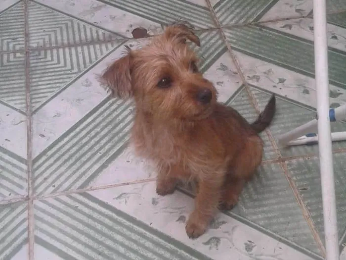 Cachorro ra a Sem raca com yorkshire idade 2 a 6 meses nome Mel