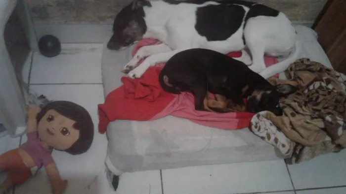 Cachorro ra a Sem raça  idade 1 ano nome Malhada
