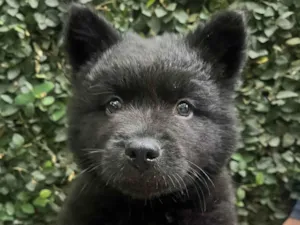 Cachorro raça Mix Chow Chow idade Abaixo de 2 meses nome Django