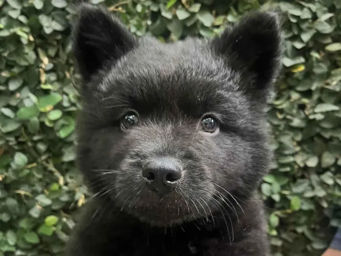 Cachorro ra a Mix Chow Chow idade Abaixo de 2 meses nome Django