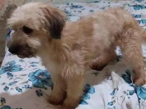 Cachorro ra a SRD-ViraLata idade 2 anos nome Baixinha