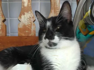 Gato raça SRD-ViraLata idade 7 a 11 meses nome Ayka