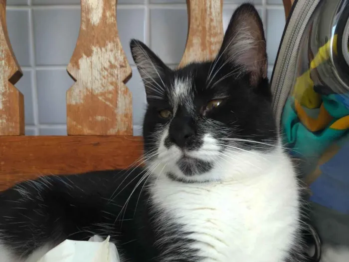 Gato ra a SRD-ViraLata idade 7 a 11 meses nome Ayka
