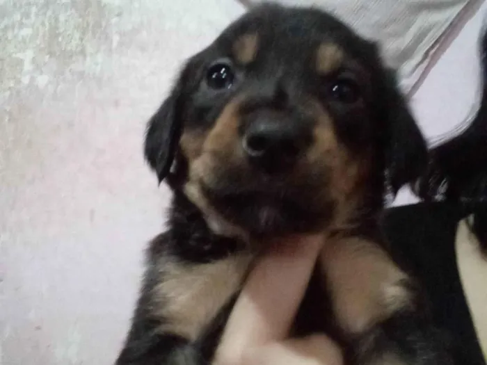 Cachorro ra a SRD-ViraLata idade Abaixo de 2 meses nome N tem nome 