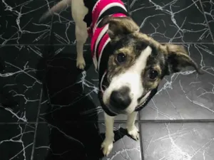 Cachorro raça SRD-ViraLata idade 7 a 11 meses nome Malu 