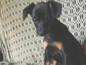 Cachorro raça Pinscher  idade 2 a 6 meses nome Menino