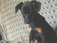 Menino