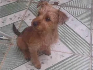 Cachorro raça Sem raca com yorkshire idade 2 a 6 meses nome Mel