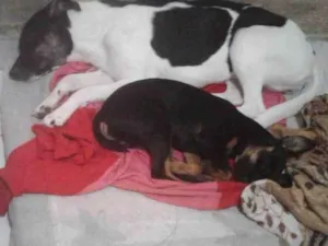 Cachorro raça Sem raça  idade 1 ano nome Malhada