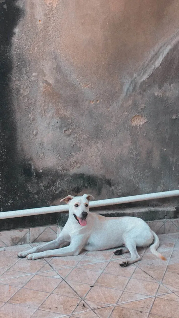 Cachorro ra a SRD-ViraLata idade 2 a 6 meses nome Sun