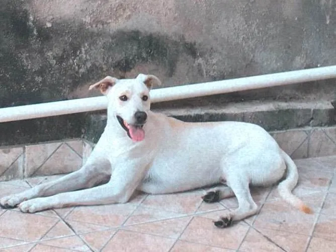 Cachorro ra a SRD-ViraLata idade 2 a 6 meses nome Sun